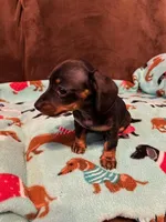 Teenie, a female Miniature Dachshund for sale in Hiram, GA – Photo 8 of 8