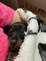 Teenie, a female Miniature Dachshund for sale in Hiram, GA – Photo 2 of 8