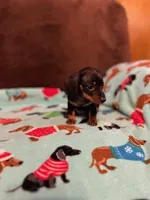 Teenie, a female Miniature Dachshund for sale in Hiram, GA – Photo 5 of 8