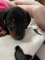 Teenie, a female Miniature Dachshund for sale in Hiram, GA – Photo 3 of 8