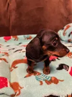 Teenie, a female Miniature Dachshund for sale in Hiram, GA – Photo 7 of 8