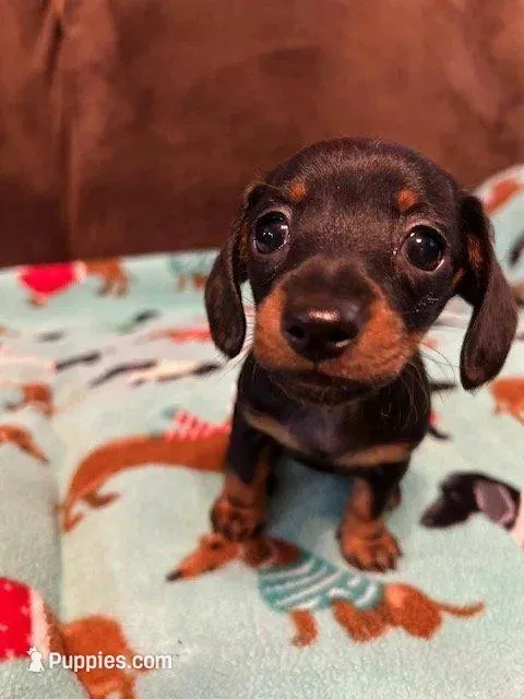 Teenie, a female Miniature Dachshund for sale in Hiram, GA – Photo 6 of 8