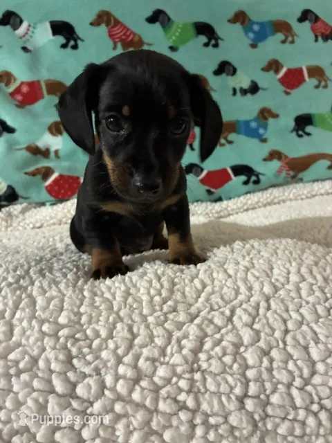 Neiko – Miniature Dachshund puppy for sale in Hiram, GA