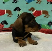 Willow, a female Miniature Dachshund for sale in Hiram, GA – 2 of 10