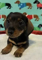 Willow, a female Miniature Dachshund for sale in Hiram, GA – 5 of 10