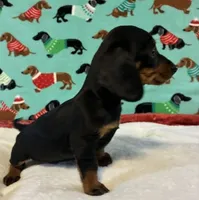 Teenie, a female Dachshund for sale in Hiram, GA – 2 of 8