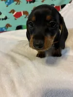 Timber, a male Dachshund for sale in Hiram, GA – 4 of 10
