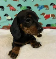 Teenie, a female Dachshund for sale in Hiram, GA – 4 of 8