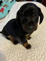 Neiko, a male Miniature Dachshund for sale in Hiram, GA – 4 of 8