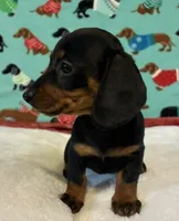 Teenie, a female Dachshund for sale in Hiram, GA – 5 of 8