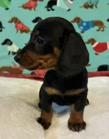 Teenie, a female Miniature Dachshund for sale in Hiram, GA – 2 of 8