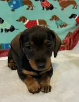 Willow, a female Miniature Dachshund for sale in Hiram, GA – 6 of 10