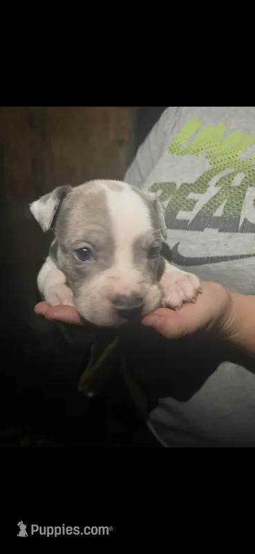 Merle – American Bully puppy for sale in Ironton, MO
