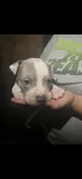Merle, a male American Bully for sale in Ironton, MO – 1 of 4