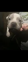 Merle, a male American Bully for sale in Ironton, MO – 3 of 4