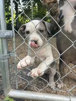 King , a male American Bully for sale in Ironton, MO – 1 of 5