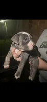 Blue tri , a female American Bully for sale in Ironton, MO – 5 of 6