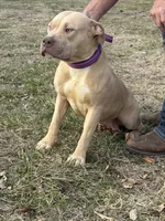 Winter , a female American Bully for sale in Ironton, MO – 2 of 5