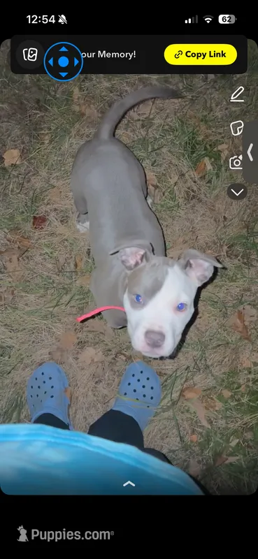 Butterball  – American Pit Bull Terrier puppy for sale in Ironton, MO