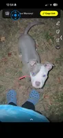 Butterball , a female American Pit Bull Terrier for sale in Ironton, MO – 1 of 1