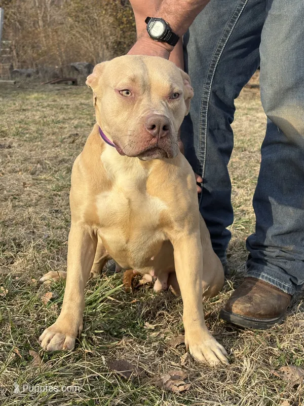 Winter  – American Bully puppy for sale in Ironton, MO