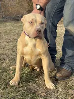Winter , a female American Bully for sale in Ironton, MO – 1 of 5