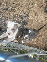 King , a male American Bully for sale in Ironton, MO – 3 of 5