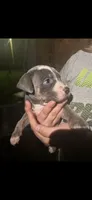 Blue tri , a female American Bully for sale in Ironton, MO – 6 of 6
