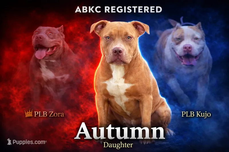 Autumn  – American Bully puppy for sale in Ironton, MO
