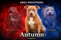 Autumn , a female American Bully for sale in Ironton, MO – 1 of 3