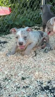 vegas, a male American Bully for sale in Ironton, MO – 3 of 4