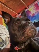 Star, a female American Bully and American Pit Bull Terrier for sale in Ironton, MO – Photo 1 of 3