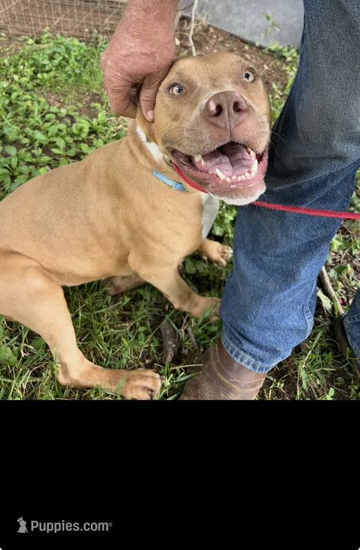 Autumn  – American Bully puppy for sale in Ironton, MO