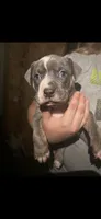 Blue tri , a female American Bully for sale in Ironton, MO – 3 of 6