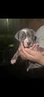 Blue tri , a female American Bully for sale in Ironton, MO – 2 of 6