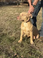 Winter , a female American Bully for sale in Ironton, MO – 3 of 5