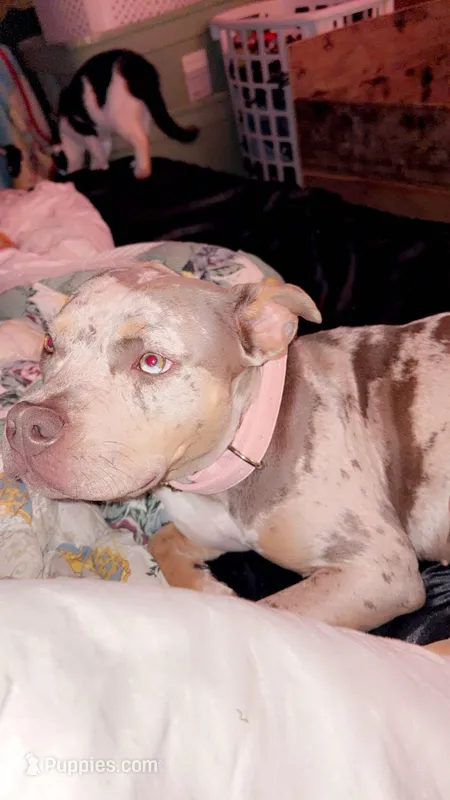 Luna , a female American Bully for sale in Ironton, MO – Photo 1 of 1