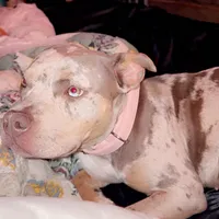 Luna , a female American Bully for sale in Ironton, MO – 1 of 1