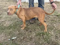 Autumn , a female American Bully for sale in Ironton, MO – 3 of 3