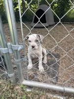 King , a male American Bully for sale in Ironton, MO – 4 of 5