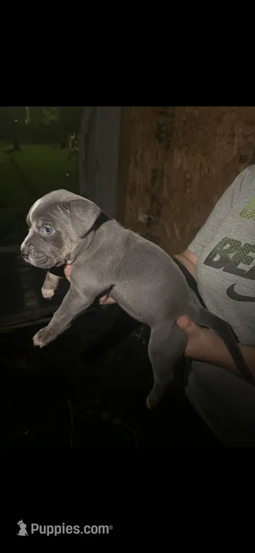 Blue tri  – American Bully puppy for sale in Ironton, MO