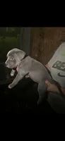 Blue tri , a female American Bully for sale in Ironton, MO – 1 of 6