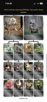 Autumn , a female American Bully for sale in Ironton, MO – 2 of 3