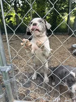 King , a male American Bully for sale in Ironton, MO – 2 of 5
