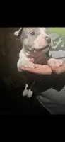 Merle, a male American Bully for sale in Ironton, MO – 2 of 4