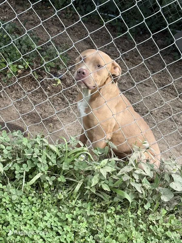 Autumn  – American Bully puppy for sale in Ironton, MO
