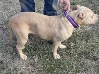 Winter , a female American Bully for sale in Ironton, MO – 5 of 5