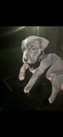Blue tri , a female American Bully for sale in Ironton, MO – 4 of 6