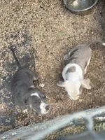 King , a male American Bully for sale in Ironton, MO – 5 of 5