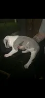 Merle, a male American Bully for sale in Ironton, MO – 4 of 4